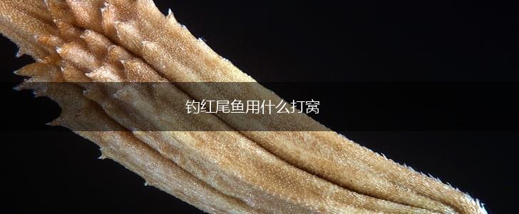 钓红尾鱼用什么打窝,第1张