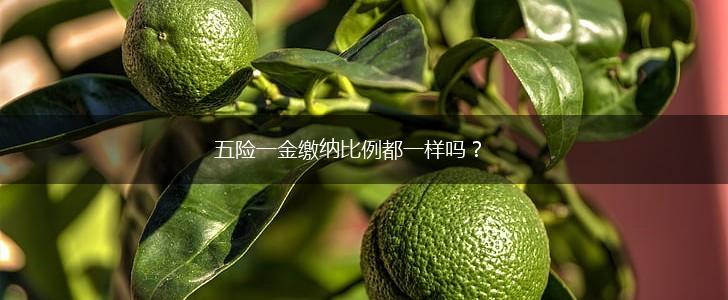 五险一金缴纳比例都一样吗？,第1张