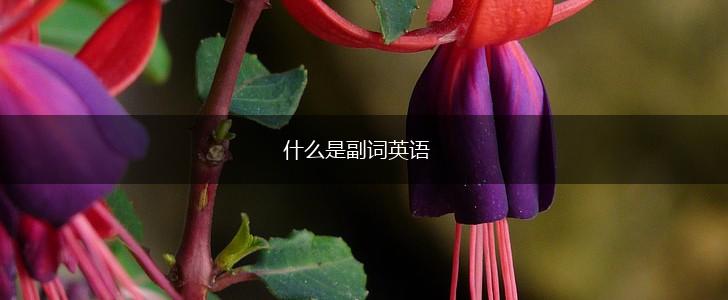 什么是副词英语,第1张