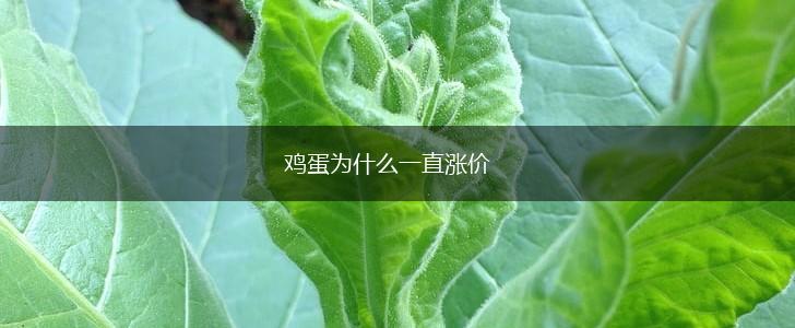 鸡蛋为什么一直涨价,第1张