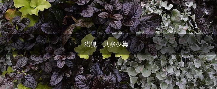 猎狐一共多少集,第1张