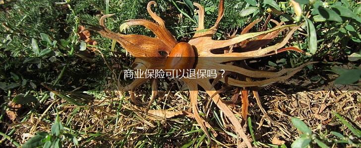 商业保险可以退保吗？,第1张