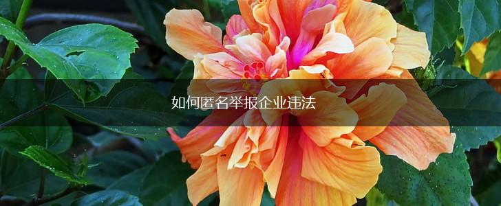 如何匿名举报企业违法,第1张