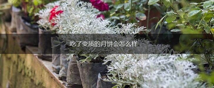 吃了变质的月饼会怎么样,第1张