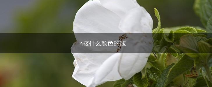 n接什么颜色的线,第1张