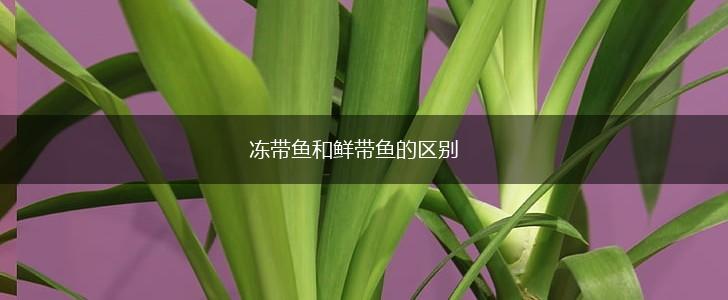 冻带鱼和鲜带鱼的区别,第1张