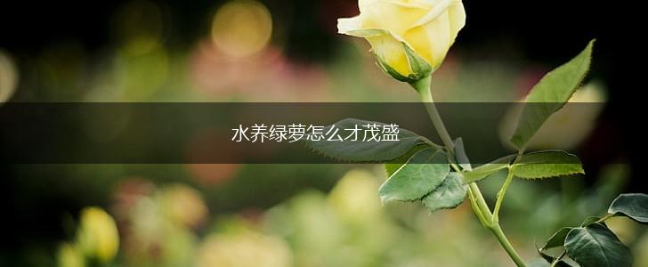 水养绿萝怎么才茂盛,第1张