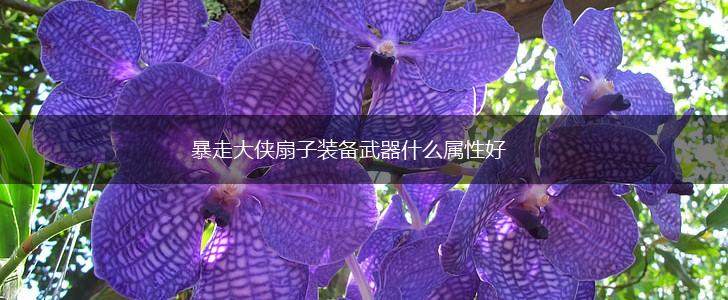 暴走大侠扇子装备武器什么属性好,第1张 暴走大侠扇子装备武器什么属性好,第1张
