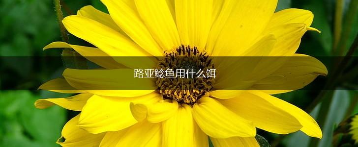 路亚鲶鱼用什么饵,第1张