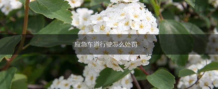 应急车道行驶怎么处罚,第1张 应急车道行驶怎么处罚,第1张