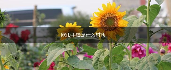 欧币手镯是什么材质,第1张