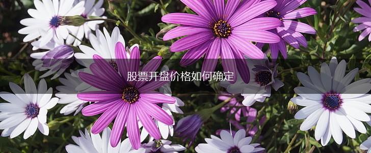 股票开盘价格如何确定,第1张