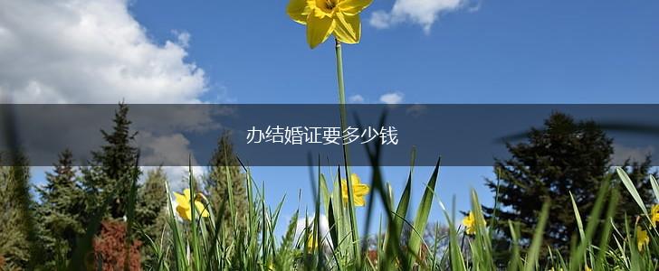 办结婚证要多少钱,第1张