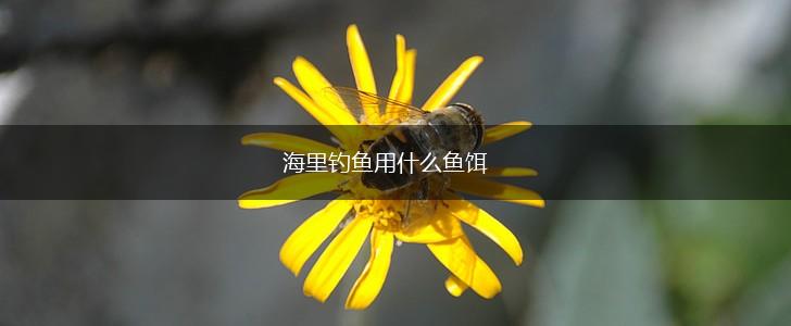 海里钓鱼用什么鱼饵,第1张