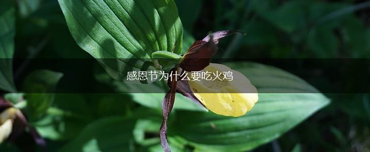 感恩节为什么要吃火鸡,第1张