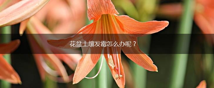 花盆土壤发霉怎么办呢？,第1张