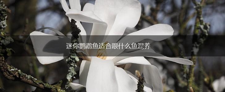 迷你鹦鹉鱼适合跟什么鱼混养,第1张 迷你鹦鹉鱼适合跟什么鱼混养,第1张