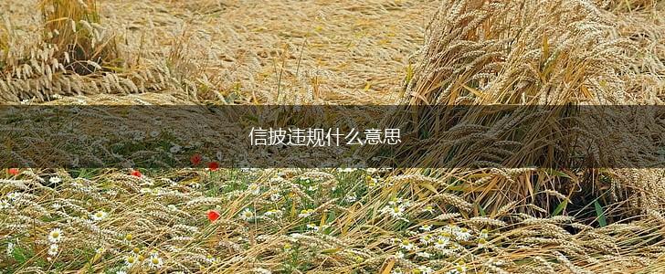 信披违规什么意思,第1张