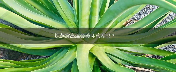 炖燕窝高温会破坏营养吗？,第1张