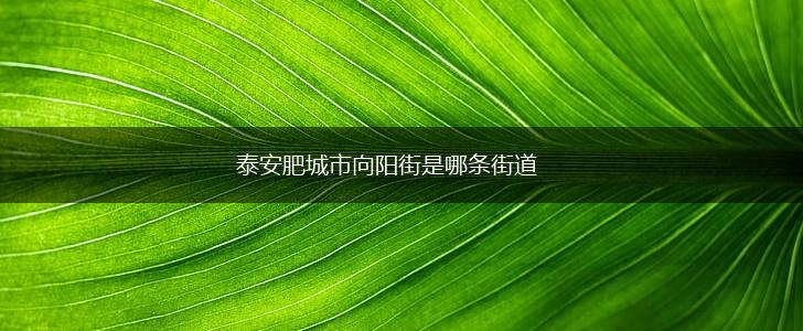 泰安肥城市向阳街是哪条街道,第1张