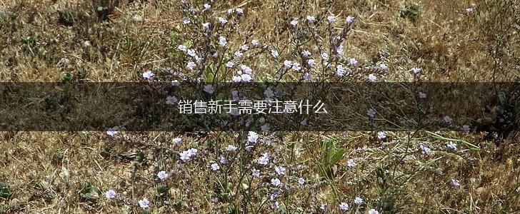 销售新手需要注意什么,第1张