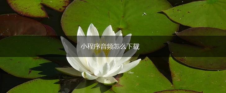 小程序音频怎么下载,第1张
