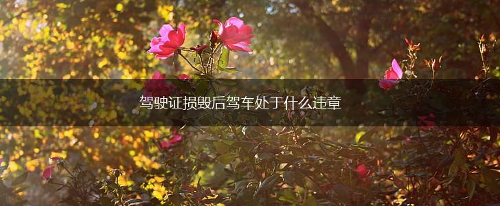 驾驶证损毁后驾车处于什么违章,第1张