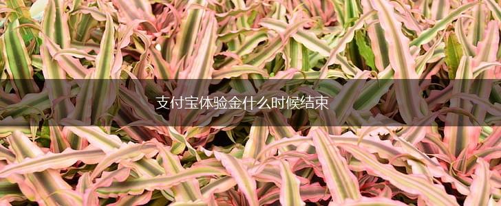 支付宝体验金什么时候结束,第1张