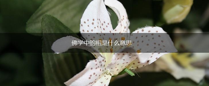 佛学中的相是什么意思,第1张