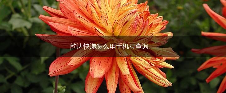 韵达快递怎么用手机号查询,第1张