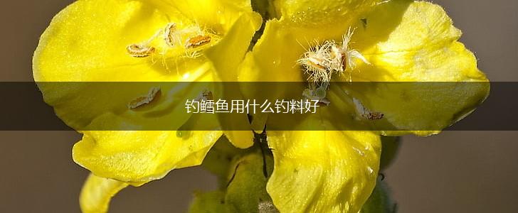 钓鳕鱼用什么钓料好,第1张