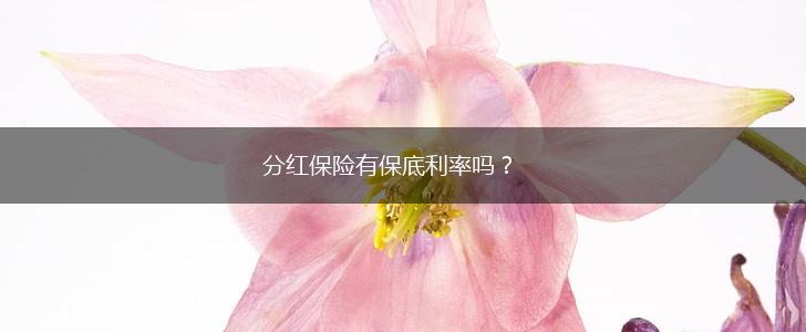 分红保险有保底利率吗？,第1张
