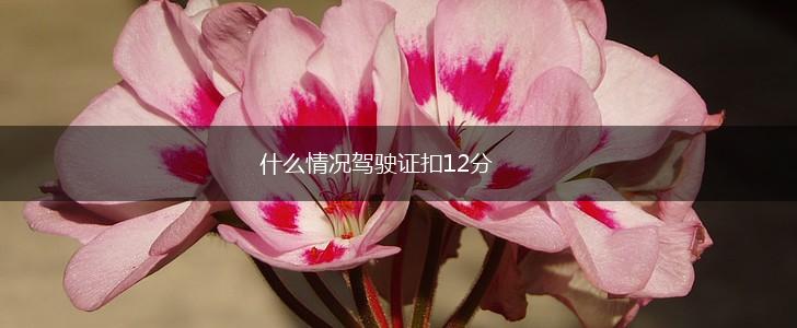 什么情况驾驶证扣12分,第1张