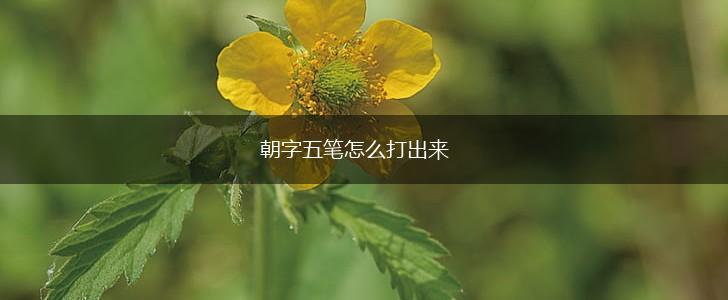朝字五笔怎么打出来,第1张