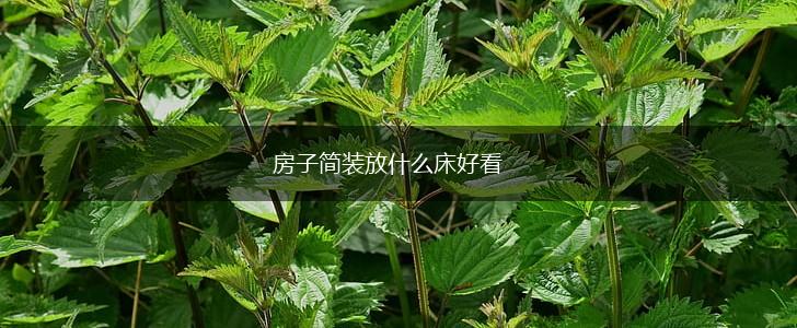 房子简装放什么床好看,第1张
