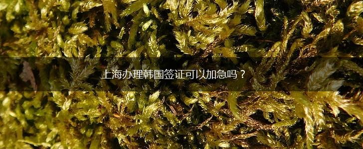 上海办理韩国签证可以加急吗？,第1张