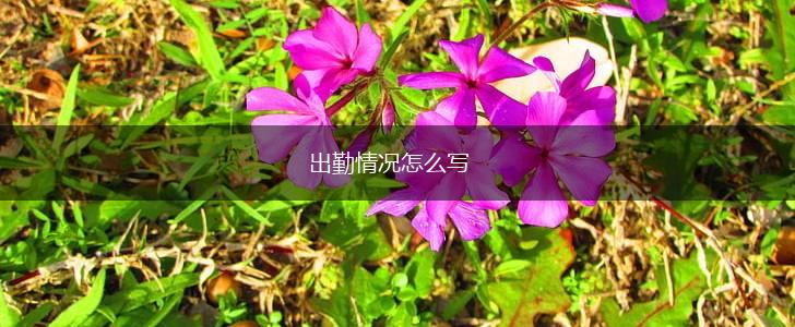 出勤情况怎么写,第1张