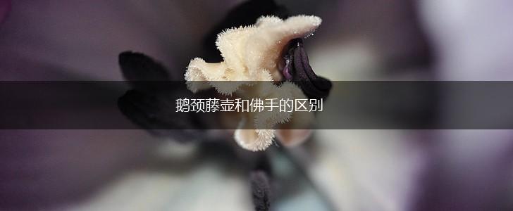 鹅颈藤壶和佛手的区别,第1张