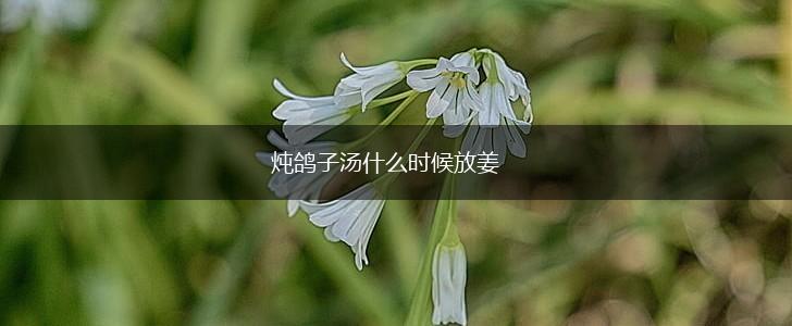 炖鸽子汤什么时候放姜,第1张