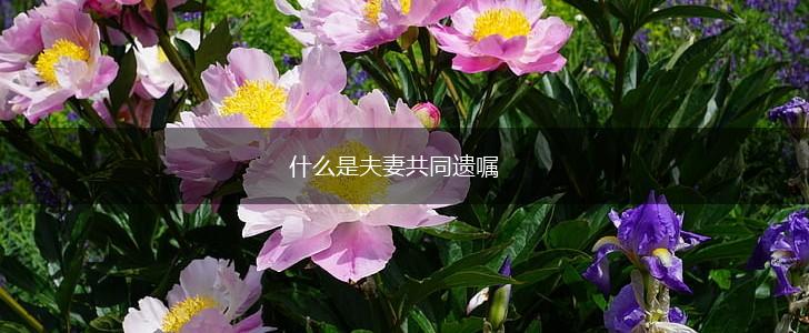 什么是夫妻共同遗嘱,第1张