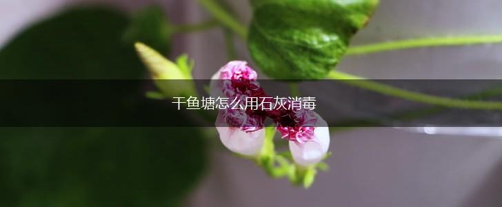 干鱼塘怎么用石灰消毒,第1张