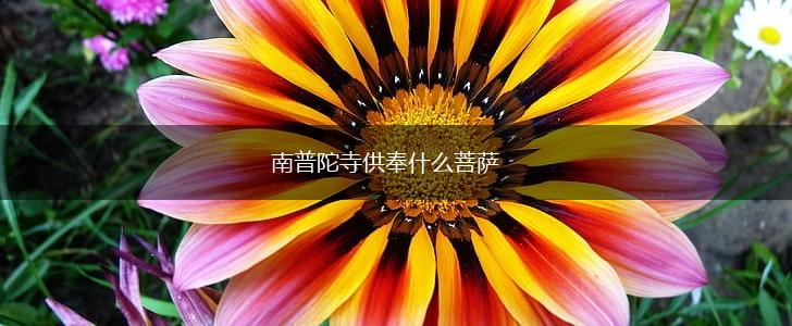 南普陀寺供奉什么菩萨,第1张