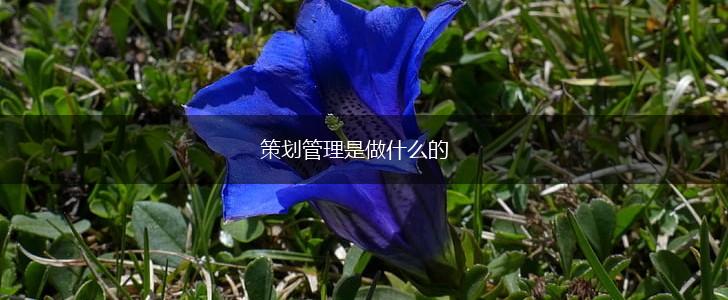 策划管理是做什么的,第1张