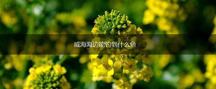 威海海边能钓到什么鱼,第1张