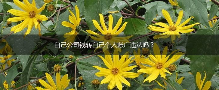 自己公司钱转自己个人账户违法吗？,第1张