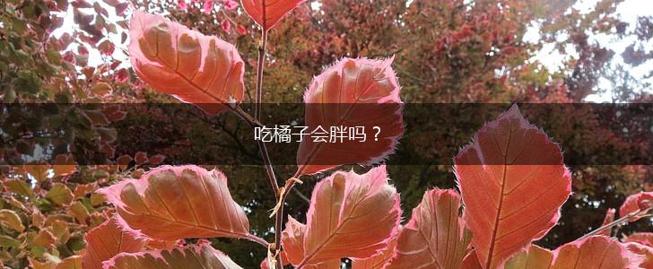 吃橘子会胖吗？,第1张