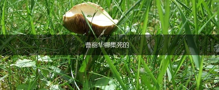 曹丽华哪集死的,第1张