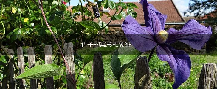 竹子的寓意和象征,第1张