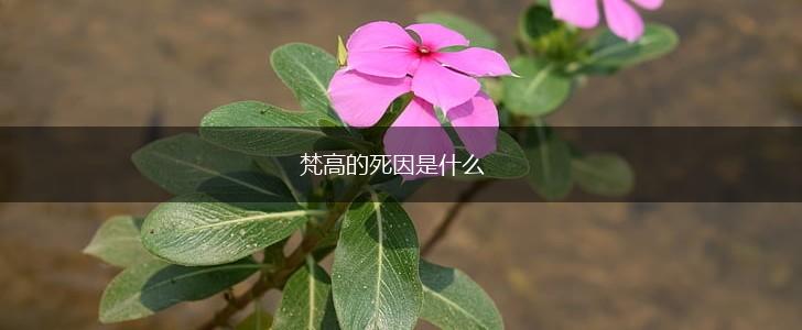 梵高的死因是什么,第1张