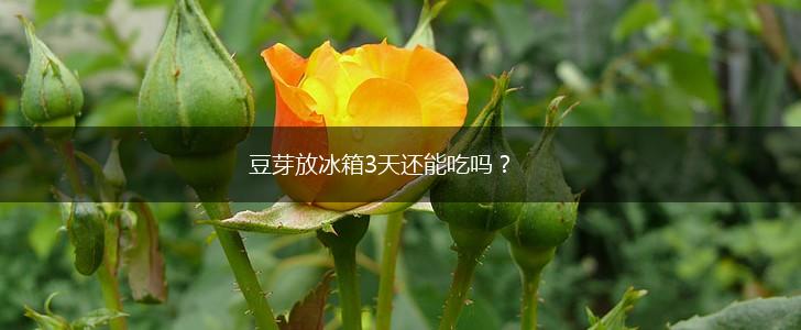 豆芽放冰箱3天还能吃吗？,第1张